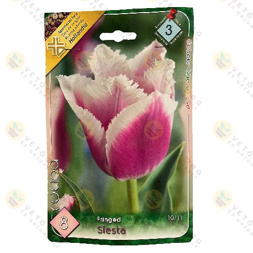 Tulip�n - Siesta 8 db