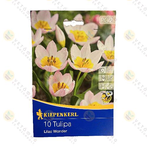 Tulip�n , Botanikai / Lilac Wonder / 10 db