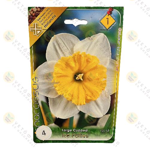 Nárcisz - Ice Follies 4 db