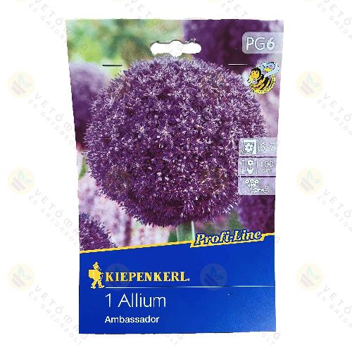 Díszhagyma / Ambassador / 1db