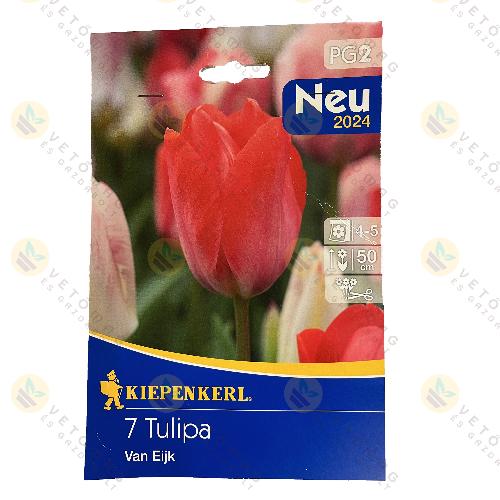 Tulip�n / Van Eijk / 7 db