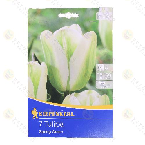 Tulip�n / Spring Green / 7db