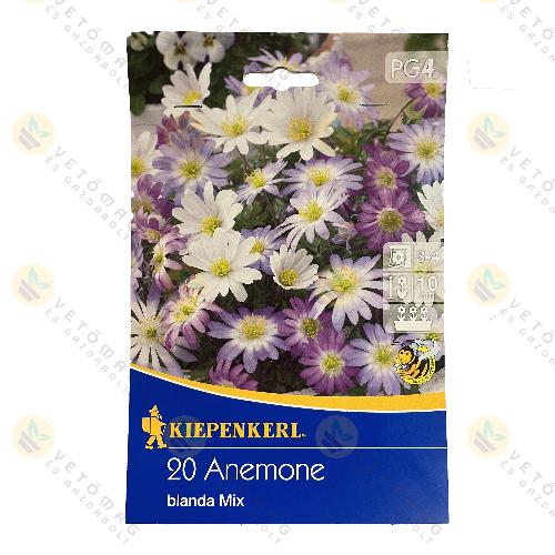 Csinos Szell�r�zsa 20 db