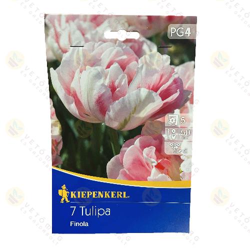 Tulipn / Finola / 7db