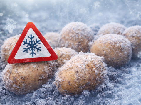 Burgonya fagyvesz�ly!