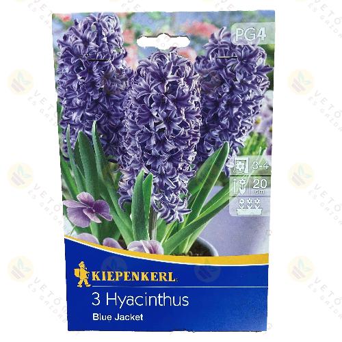 J�cint / Blue Jacket / 3db