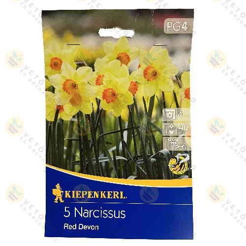 Nárcisz / Red Devon / 5 db