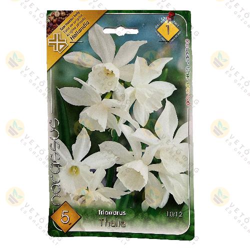 N�rcisz - Thalia 5 db