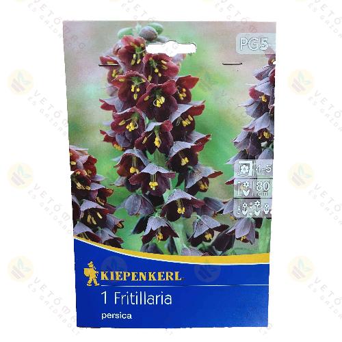 Perzsa Császárkorona 1db