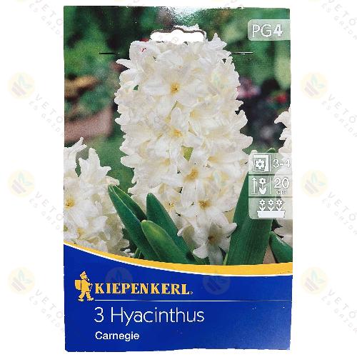 J�cint / Carnegie / 3db