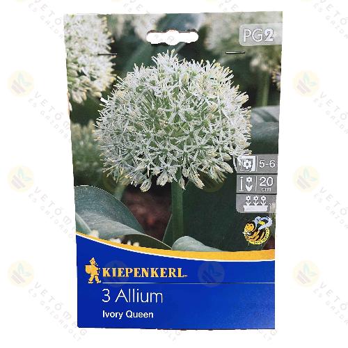 Díszhagyma / Ivory Queen / 3db