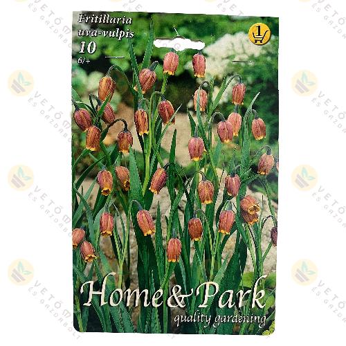 Assz�r Kock�sliliom 10 db