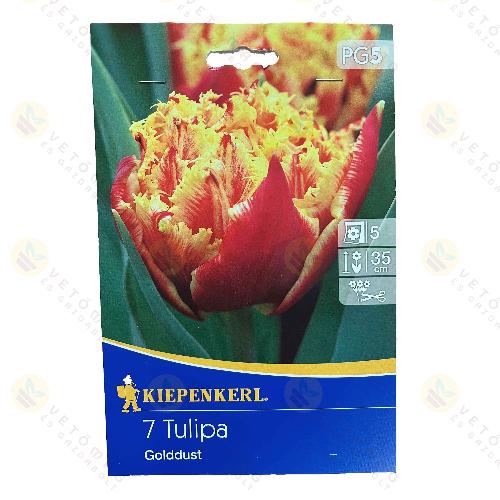 Tulip�n / Golddust / 7db