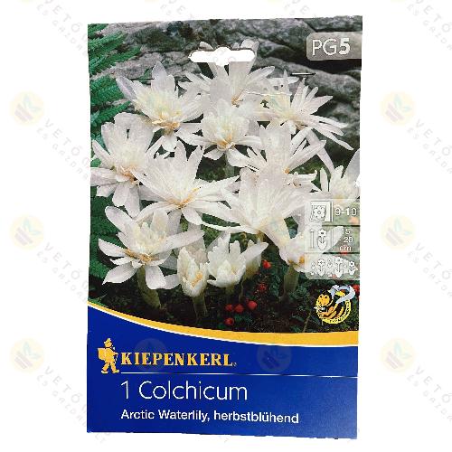 szi Kikerics - Teltvirg - Fehr - 1 db