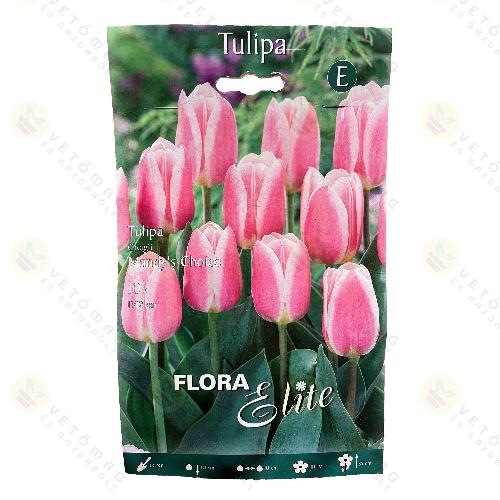 Tulip�n / Mandys Choice / 10db