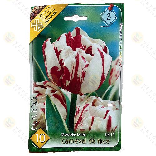 Tulipn - Carneval De Nice 10 db