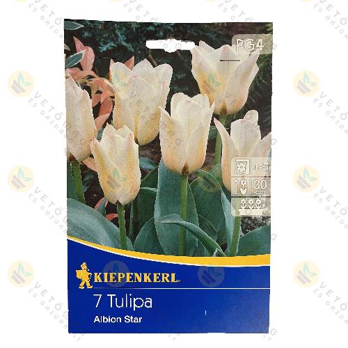 Tulip�n / Albion Star / 7 db