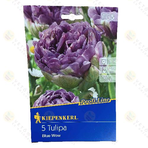 Tulipn / Blue Wow / 5db