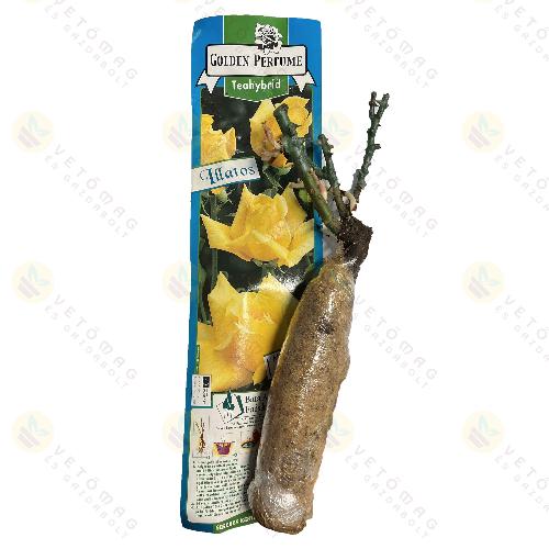Rózsatő Teahybrid / Golden Perfume / 1 tő