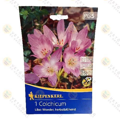 szi Kikerics / Lilac Wonder , herbstblhend / 1 db