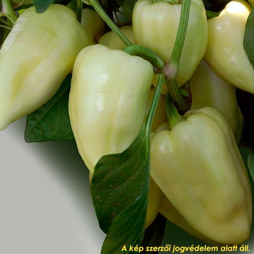 Paprika /Julianus F1/ 1000szem