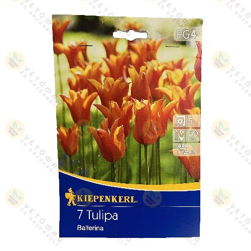 Tulipn / Ballerina / 7 db