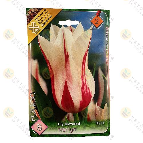 Tulipn - Marilyn 6 db