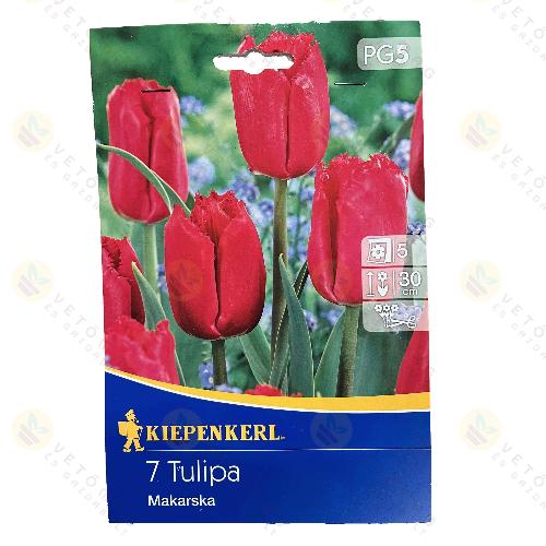 Tulip�n / Makarska / 7db