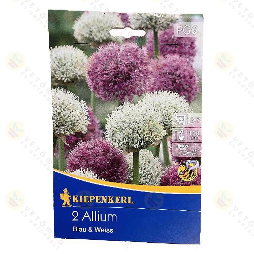 Díszhagyma / Blau and Weiss / 2db