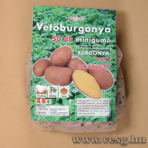 Vetburgonya - Minigum - Red Scarlett 50 szem