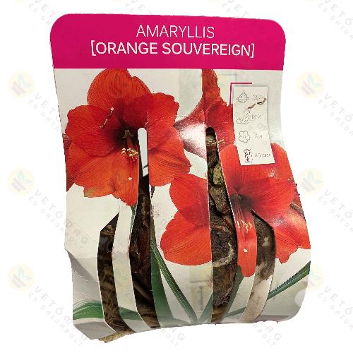 Amarillisz / Orange Souvereign / 1db