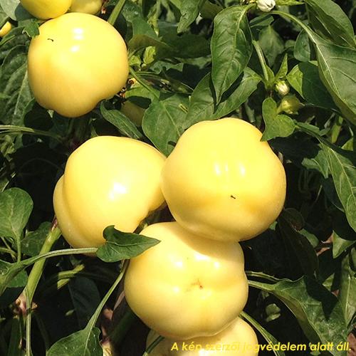 Paprika /Eszter F1/ 1000szem