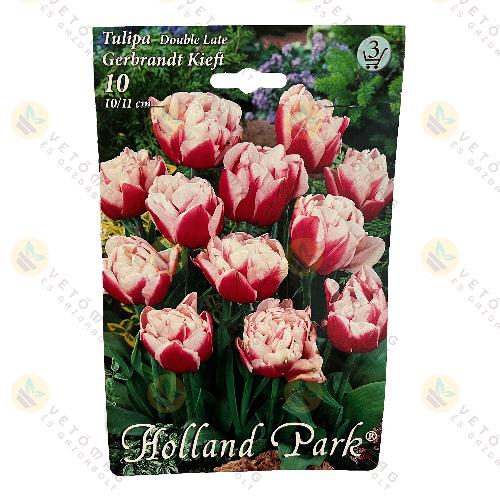 Tulipn - Gerbrandt Kieft 10 db