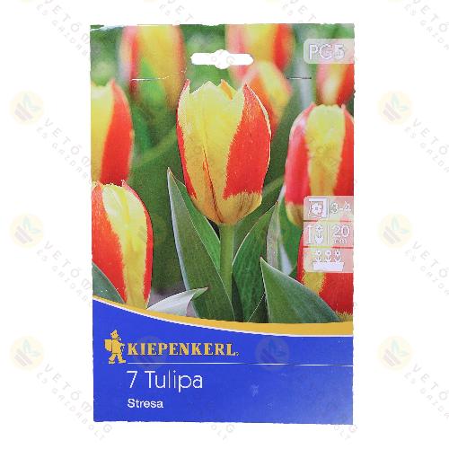 Tulip�n / Stresa / 7db