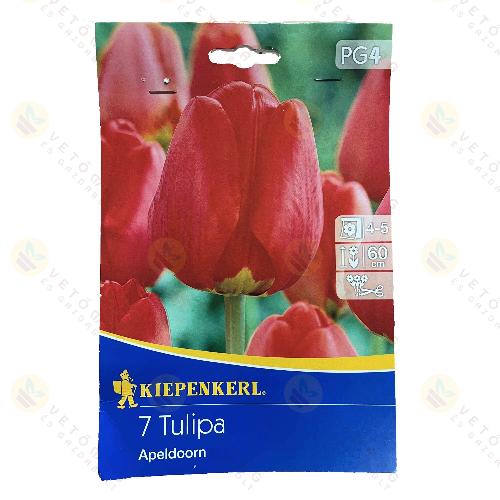 Tulip�n / Apeldoorn / 7 db