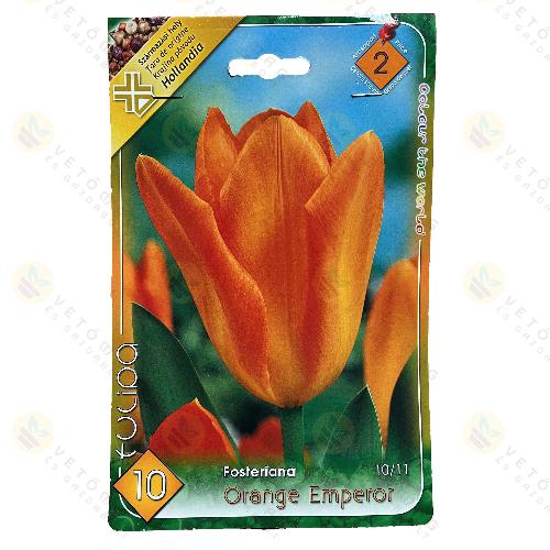 Tulip�n - Orange Emperor 10 db