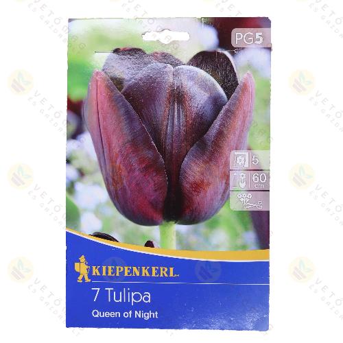 Tulip�n / Queen of Night / 7db