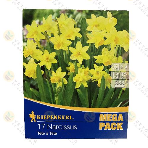 Nárcisz - Mega Pack - Tete a Tete 17 db
