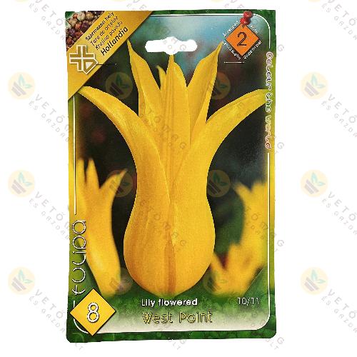 Tulipn - West Point 6 db