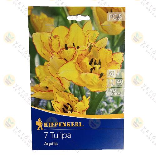 Tulip�n / Aquilla / 7 db