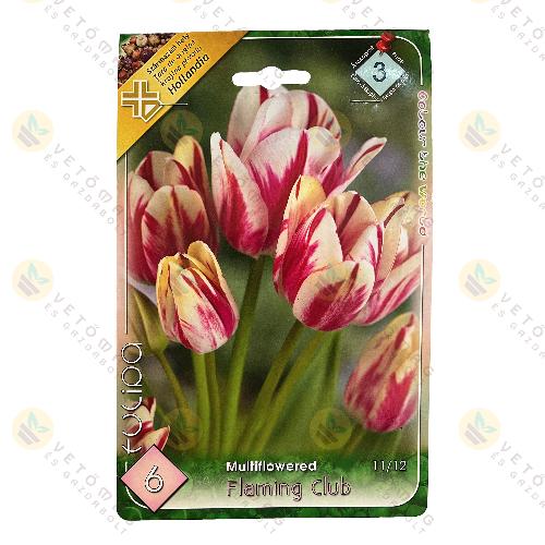 Tulip�n - Flaming Club 6 db
