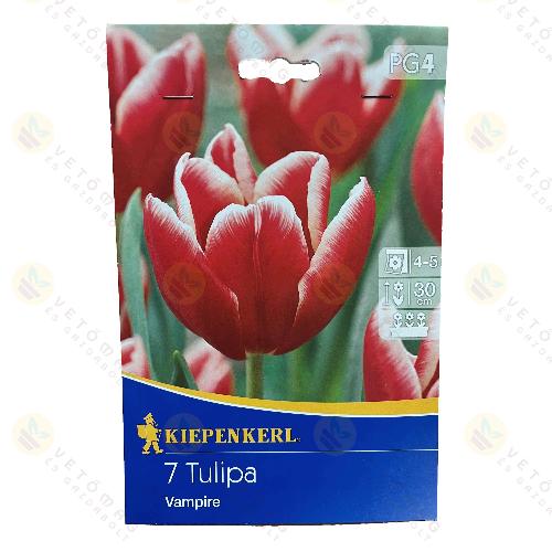 Tulipán / Vampire / 7db