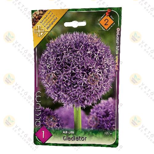 Díszhagyma - Gladiator 1 db