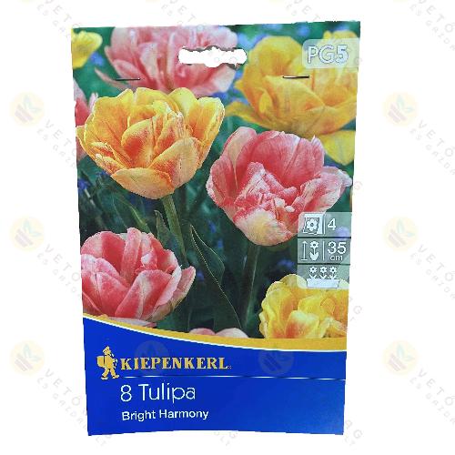 Tulip�n / Bright Harmony / 8db