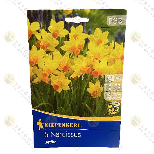 Nárcisz / Jetfire / 5 db