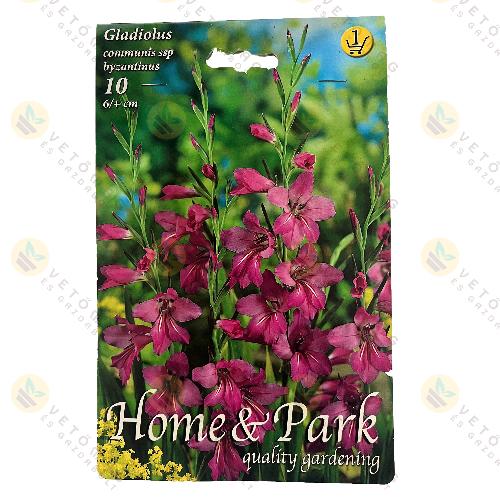 Bizánci Kardvirág 10 db