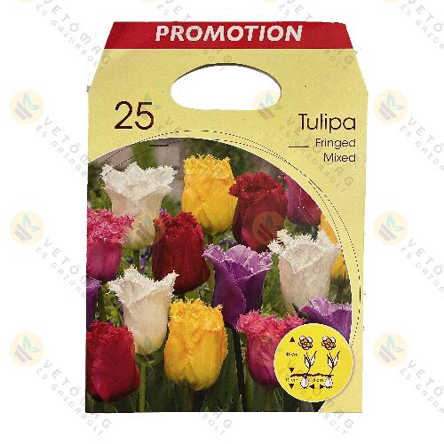 Tulip�n / Fringed , Sz�nkever�k / 25 db
