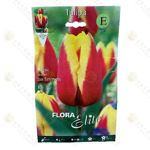 Tulipán / Jan Seignette / 10db