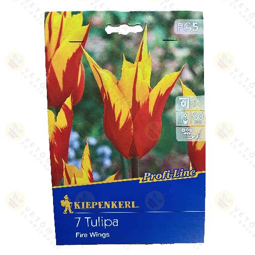 Tulipn / Fire Wings / 7db