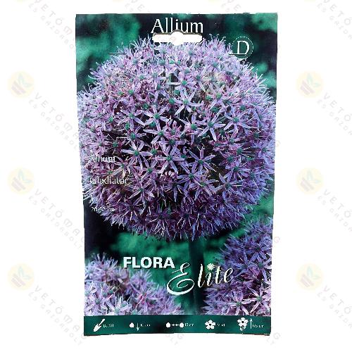 Díszhagyma / Galdiator / 1db